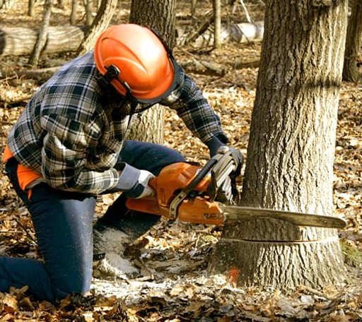 Arborist assessing tree health in Puerto Rico